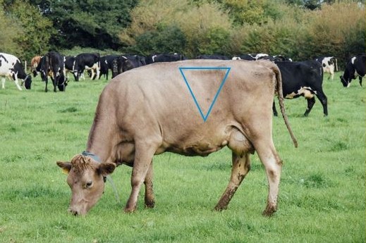 A cow grazing in a field with a blue upside triangle on it's ribs showing where to look for gut fill